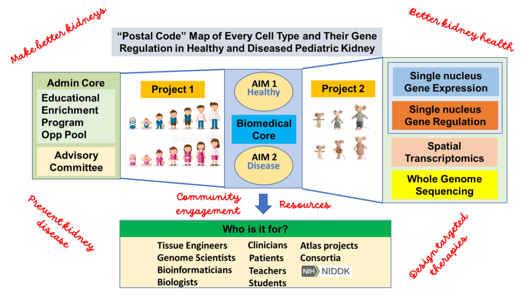 Graphic providing a visual overview of the PCEN's strategy for better kidney health and clinical outcomes integrating the PCEN's research and educational outreach.